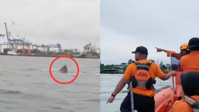 Viral! Warga Dikejutkan Rombongan Hiu Muncul di Dekat Pelabuhan Makassar Viral! Warga Dikejutkan Rombongan Hiu Muncul di Dekat Pelabuhan Makassar