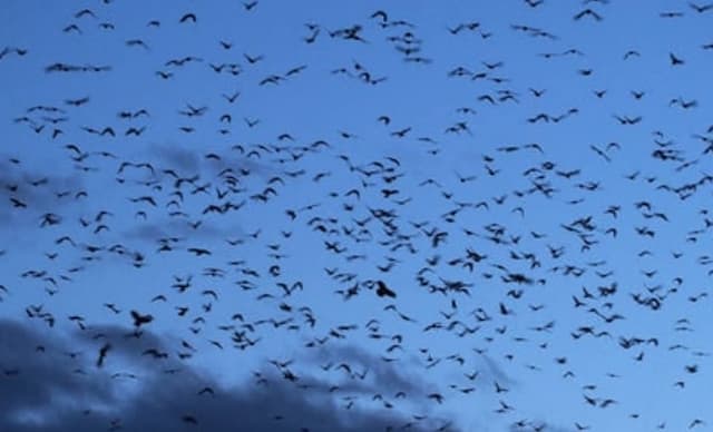 Viral! Ribuan Burung Gagak Bikin Langit Tel Aviv Jadi Gelap, Netizen: Pertanda Bencana Viral! Ribuan Burung Gagak Bikin Langit Tel Aviv Jadi Gelap, Netizen: Pertanda Bencana