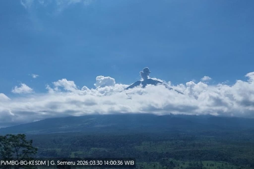 Gunung Semeru Meletus Siang Ini, Kolom Abu Capai 700 Meter dari Puncak Gunung Semeru Meletus Siang Ini, Kolom Abu Capai 700 Meter dari Puncak