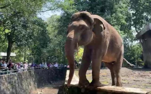 Sejarah Pemindahan Kebun Binatang dari Cikini ke Ragunan, Gajah Tertua Jadi Saksi Hidup Sejarah Pemindahan Kebun Binatang dari Cikini ke Ragunan, Gajah Tertua Jadi Saksi Hidup