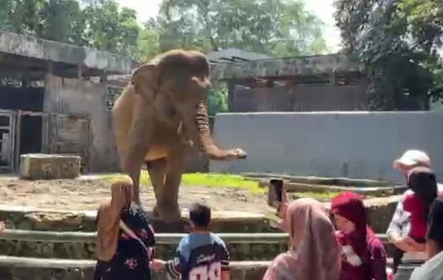 Cerita Satwa Ragunan Lepas dari Kandang: Gajah Nurut Dipanggil Pulang Tanpa Dibius Cerita Satwa Ragunan Lepas dari Kandang: Gajah Nurut Dipanggil Pulang Tanpa Dibius