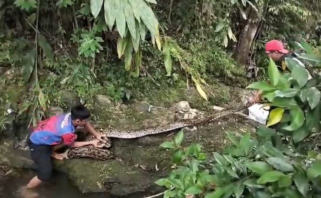 Heboh Piton Raksasa 6 Meter Teror Warga Rangas Mamuju, 1 Ekor Kambing Mati Dililit Heboh Piton Raksasa 6 Meter Teror Warga Rangas Mamuju, 1 Ekor Kambing Mati Dililit