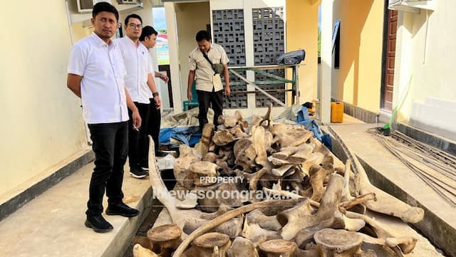 Terungkap Perdagangan Satwa Dilindungi di Sorong, 13 Tengkorak Buaya 91 Tulang Paus Disita Terungkap Perdagangan Satwa Dilindungi di Sorong, 13 Tengkorak Buaya 91 Tulang Paus Disita