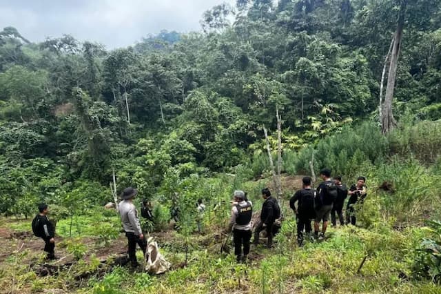 Polisi Kejar 4 DPO usai Bongkar Ladang Ganja 20 Hektare di Empat Lawang Polisi Kejar 4 DPO usai Bongkar Ladang Ganja 20 Hektare di Empat Lawang