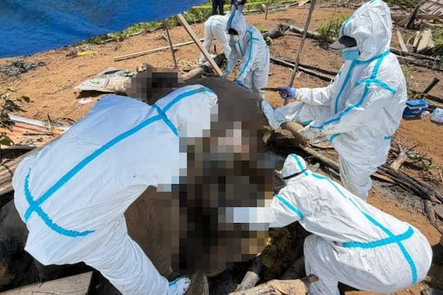 2 Ekor Gajah Induk dan Anak Mati Berdampingan di Mukomuko Bengkulu 2 Ekor Gajah Induk dan Anak Mati Berdampingan di Mukomuko Bengkulu