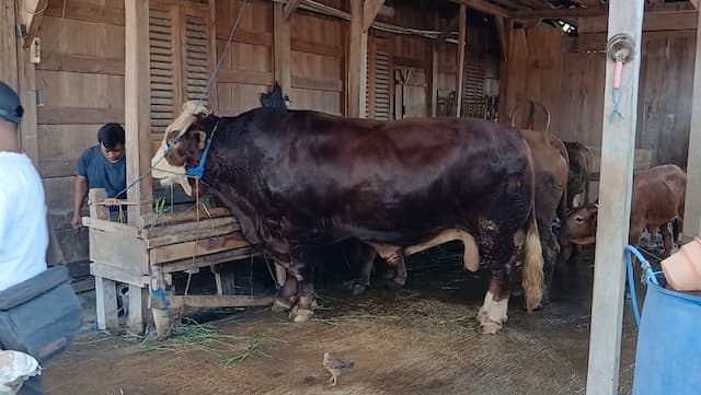 Istana soal 1.098 Sapi Kurban Prabowo Pakai APBN: Bantuan Pemerintah ke Masyarakat Istana soal 1.098 Sapi Kurban Prabowo Pakai APBN: Bantuan Pemerintah ke Masyarakat