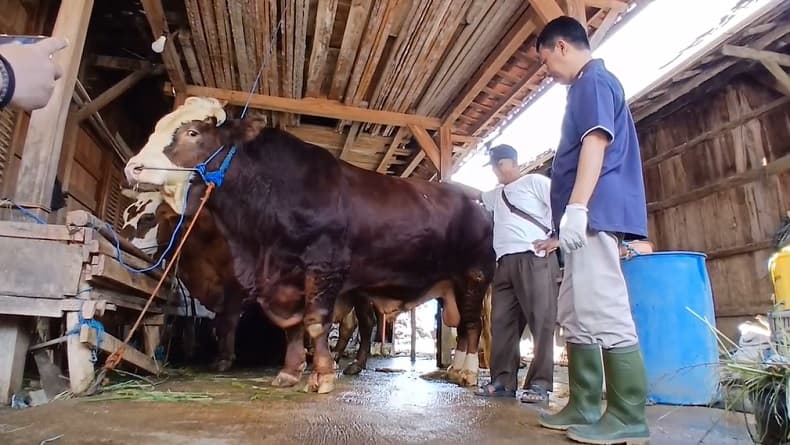 Penampakan Bagong, Sapi 1,1 Ton Milik Warga Grobogan Terpilih Jadi Hewan Kurban Prabowo Penampakan Bagong, Sapi 1,1 Ton Milik Warga Grobogan Terpilih Jadi Hewan Kurban Prabowo