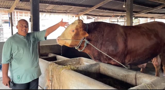 Penampakan Satria, Sapi Kurban Presiden Prabowo Berbobot 1,2 Ton di Lamongan Penampakan Satria, Sapi Kurban Presiden Prabowo Berbobot 1,2 Ton di Lamongan