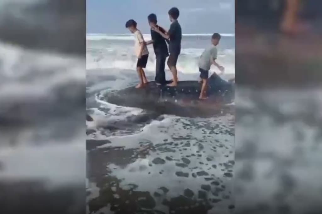 Hiu Tutul Sepanjang 6,5 Meter Mati Terdampar di Pantai Kenari Cilacap Hiu Tutul Sepanjang 6,5 Meter Mati Terdampar di Pantai Kenari Cilacap