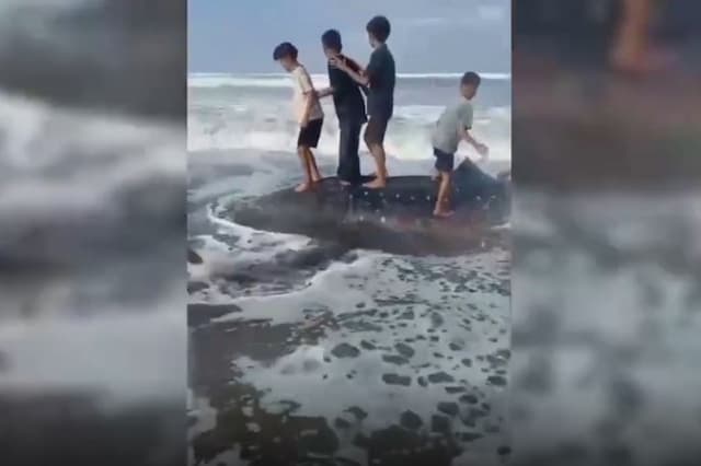 Hiu Tutul Sepanjang 6,5 Meter Mati Terdampar di Pantai Kenari Cilacap Hiu Tutul Sepanjang 6,5 Meter Mati Terdampar di Pantai Kenari Cilacap