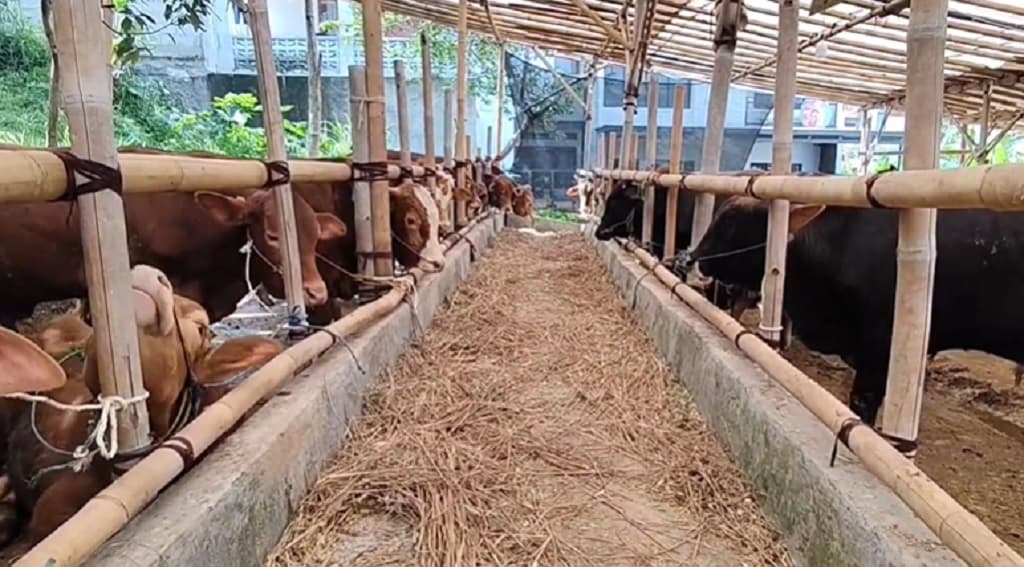 Harga Sapi Kurban di Bandung Naik Rp2 Juta Jelang Iduladha, Pembelian Tetap Tinggi Harga Sapi Kurban di Bandung Naik Rp2 Juta Jelang Iduladha, Pembelian Tetap Tinggi