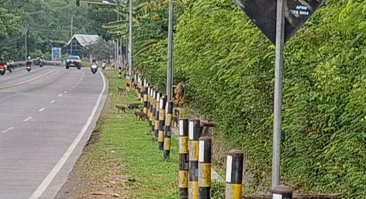 Waspada Melintas di Jalan Nasional Probolinggo–Situbondo, Ada Kawanan Monyet Berkeliaran Waspada Melintas di Jalan Nasional Probolinggo–Situbondo, Ada Kawanan Monyet Berkeliaran