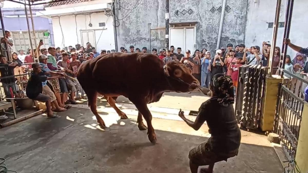 Penyembelihan Sapi Kurban Jumbo Sapu Jagad di Kendal Dramatis, Tali Putus Saat Dirobohkan Penyembelihan Sapi Kurban Jumbo Sapu Jagad di Kendal Dramatis, Tali Putus Saat Dirobohkan