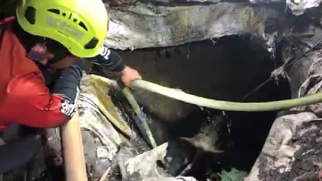 Sapi Kurban di Mojokerto Mengamuk dan Tercebur ke Septic Tank, Evakuasi Dramatis Sapi Kurban di Mojokerto Mengamuk dan Tercebur ke Septic Tank, Evakuasi Dramatis