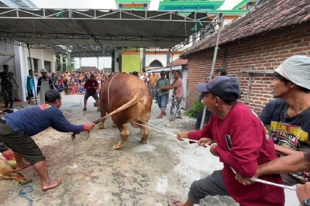 Sapi Kurban Prabowo 1,1 Ton di Lamongan Jadi Tontonan Warga Sekampung saat Disembelih Sapi Kurban Prabowo 1,1 Ton di Lamongan Jadi Tontonan Warga Sekampung saat Disembelih