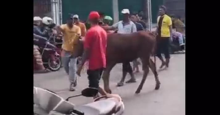 Sapi Kurban Mengamuk di Jalan Raya Bangkalan Saat Dibawa ke Pemotongan, Lalu Lintas Tersendat Sapi Kurban Mengamuk di Jalan Raya Bangkalan Saat Dibawa ke Pemotongan, Lalu Lintas Tersendat