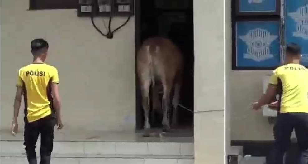 Sapi Kurban Pemberian Bupati Kabur Masuk Gedung Pelayanan Satlantas Polres Sumedang Sapi Kurban Pemberian Bupati Kabur Masuk Gedung Pelayanan Satlantas Polres Sumedang