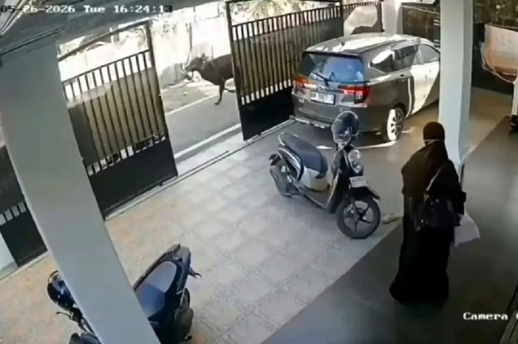 Viral Sapi Kurban Mengamuk di Banjarmasin, Pria 53 Tahun Tewas Terseret Sejauh 50 Meter Viral Sapi Kurban Mengamuk di Banjarmasin, Pria 53 Tahun Tewas Terseret Sejauh 50 Meter