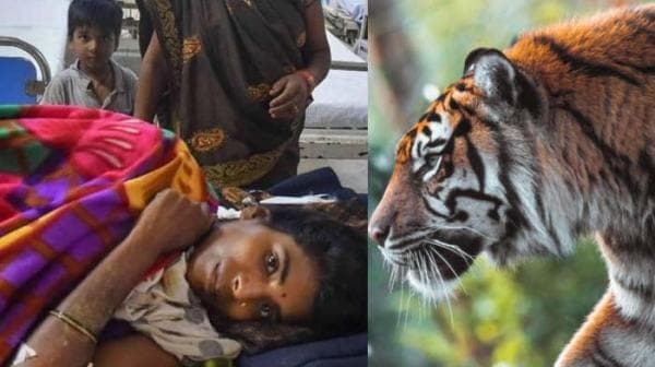 Mengungkap Arti Dibalik Mimpi Dikejar Harimau, Pertanda Baik atau Buruk? Mengungkap Arti Dibalik Mimpi Dikejar Harimau, Pertanda Baik atau Buruk?