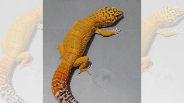 Ini Daftar Tokek Paling Diburu Kolektor, Harga Dibanderol Puluhan Juta Hingga 1 Miliar Ini Daftar Tokek Paling Diburu Kolektor, Harga Dibanderol Puluhan Juta Hingga 1 Miliar