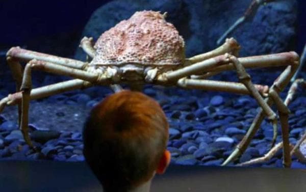 Kenapa Banyak Hewan Raksasa di Laut Dalam: Cacing Pun Seukuran Naga, Ini Alasannya Kenapa Banyak Hewan Raksasa di Laut Dalam: Cacing Pun Seukuran Naga, Ini Alasannya