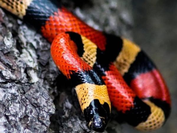 Yuk Simak! Binatang Paling Ditakuti Manusia Ini Ternyata Bisa Dijadikan Hewan Kesayangan Yuk Simak! Binatang Paling Ditakuti Manusia Ini Ternyata Bisa Dijadikan Hewan Kesayangan