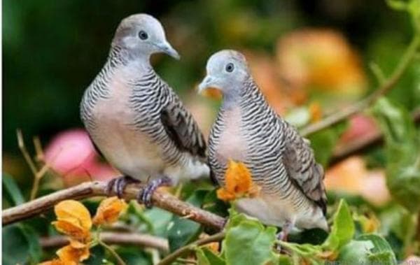 Deretan Hewan Miliki Suara yang Mengerikan, yang Terakhir Pertanda Ada Makhluk Halus Deretan Hewan Miliki Suara yang Mengerikan, yang Terakhir Pertanda Ada Makhluk Halus