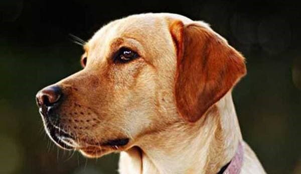 Mirip Manusia, Inilah Beberapa Hewan yang Alami Buta Warna Mirip Manusia, Inilah Beberapa Hewan yang Alami Buta Warna