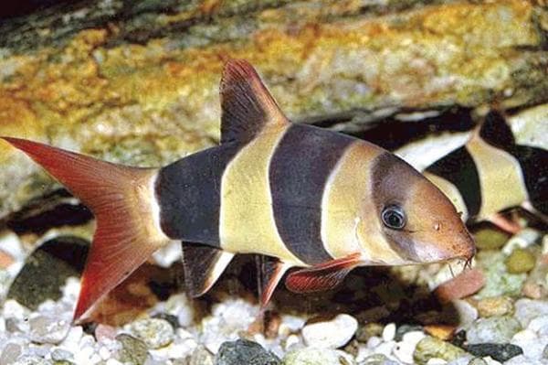 Inilah Panduan Cara Merawat Ikan Botia Badut ( Clown Loach) Inilah Panduan Cara Merawat Ikan Botia Badut ( Clown Loach)