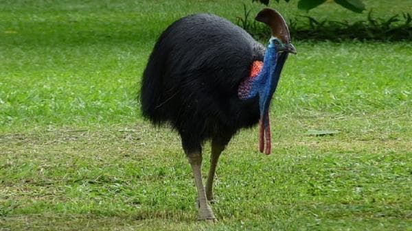 5 Burung Terbesar di Dunia yang Tidak Bisa Terbang, Ada dari Indonesia Loh! 5 Burung Terbesar di Dunia yang Tidak Bisa Terbang, Ada dari Indonesia Loh!
