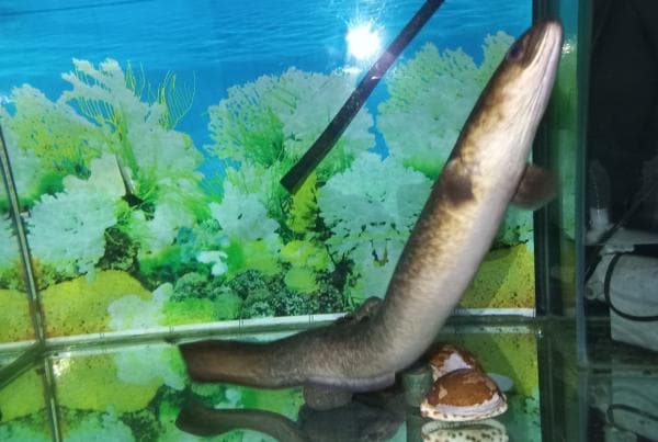 Ikan Lubang Khas Sungai Cikaengan Garut Selatan Kini Diburu Banyak Kolektor Ikan Lubang Khas Sungai Cikaengan Garut Selatan Kini Diburu Banyak Kolektor