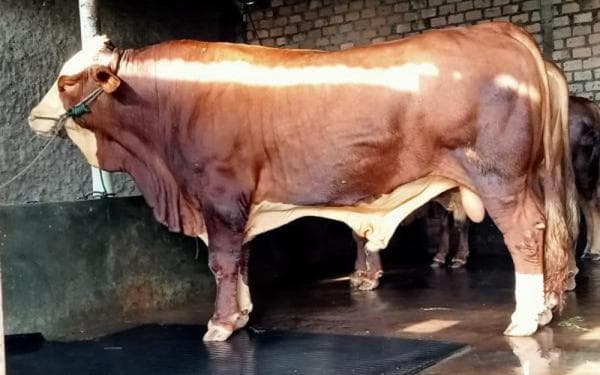 Sering Dijadikan IB, Sapi Jenis ini Usia 7 Bulan Tembus Rp17 Juta Sering Dijadikan IB, Sapi Jenis ini Usia 7 Bulan Tembus Rp17 Juta