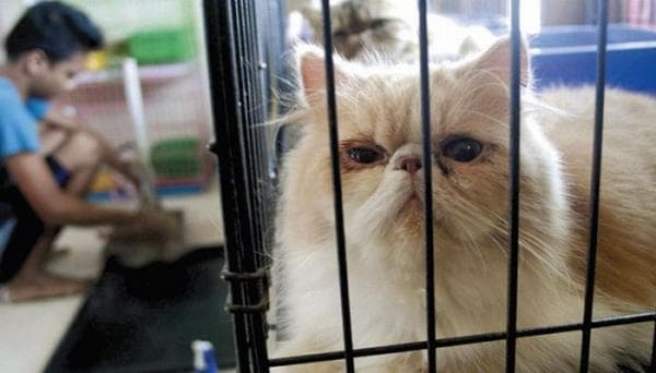 Cari Tempat Penitipan Hewan saat Mudik Lebaran? Kantor Diskanak Sumedang Solusinya Cari Tempat Penitipan Hewan saat Mudik Lebaran? Kantor Diskanak Sumedang Solusinya