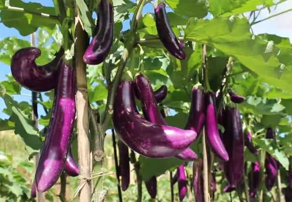 Termasuk Sayur atau Buah? Terong, Timun dan Tomat, Ini Jawabannya Termasuk Sayur atau Buah? Terong, Timun dan Tomat, Ini Jawabannya