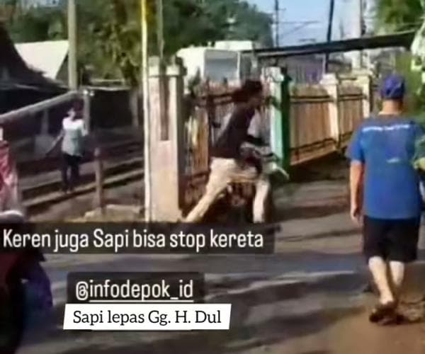 Sapi Kurban Kabur di Depok, Ada Yang ke Pom Bensin Hingga Sempat Berhentikan KRL Yang Melintas Sapi Kurban Kabur di Depok, Ada Yang ke Pom Bensin Hingga Sempat Berhentikan KRL Yang Melintas