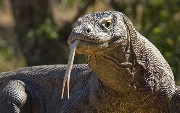 5 Khasiat Daging Biawak, Nomor 5 Cegah Stroke 5 Khasiat Daging Biawak, Nomor 5 Cegah Stroke