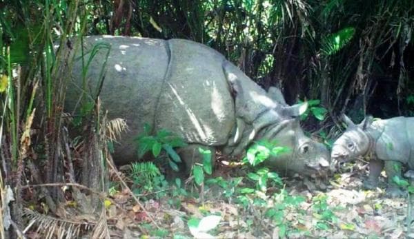 Kepastian Adanya Perburuan Liar Terhadap Badak Jawa di Ujung Kulon Sebentar Lagi Terungkap Kepastian Adanya Perburuan Liar Terhadap Badak Jawa di Ujung Kulon Sebentar Lagi Terungkap