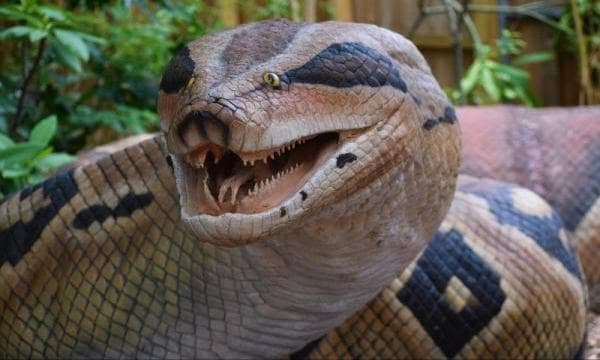 Deretan 5 Siluman Ular di Indonesia, Dikenal Sangat Menyeramkan Deretan 5 Siluman Ular di Indonesia, Dikenal Sangat Menyeramkan