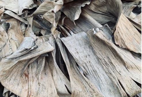 Sulap Daun Pisang Kering Jadi Cuan, Pasutri di Pasuruan Ciptakan Pewarna Brownies Alami Sulap Daun Pisang Kering Jadi Cuan, Pasutri di Pasuruan Ciptakan Pewarna Brownies Alami