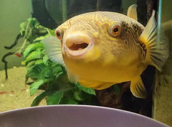 Mengenal Ikan Buntal, Si Nyonya Puff yang Mengandung Racun Mematikan Mengenal Ikan Buntal, Si Nyonya Puff yang Mengandung Racun Mematikan