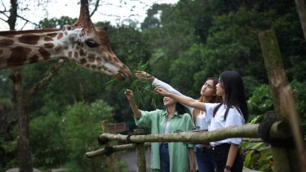 Taman Safari Bogor Diserbu Wisatawan di Hari Kedua Lebaran Taman Safari Bogor Diserbu Wisatawan di Hari Kedua Lebaran