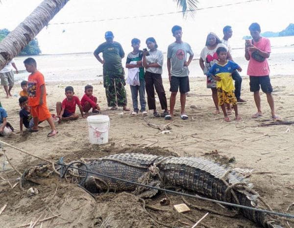 Awas! Buaya yang Terlihat di Pesisir Pantai Minsel dan Bolmong sangat Berbahaya, Ini Jenisnya Awas! Buaya yang Terlihat di Pesisir Pantai Minsel dan Bolmong sangat Berbahaya, Ini Jenisnya