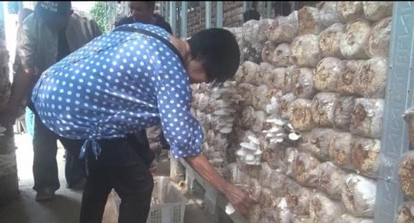 Rasakan Sensasi Wisata Edukasi di Kawasan Budi Daya Jamur Tiram Cikuda Kabupaten Bogor Rasakan Sensasi Wisata Edukasi di Kawasan Budi Daya Jamur Tiram Cikuda Kabupaten Bogor