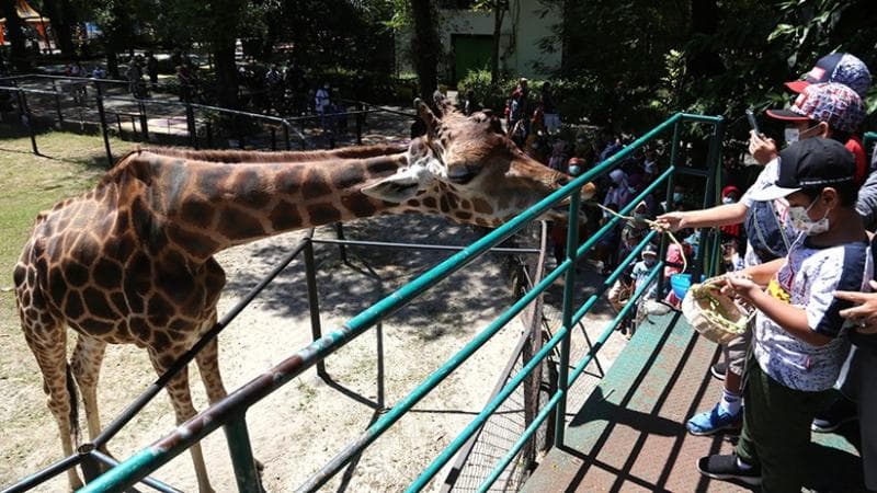 Kebun Binatang Surabaya Dibanjiri Pengunjung saat Libur Lebaran, Sehari 15.000 Orang Kebun Binatang Surabaya Dibanjiri Pengunjung saat Libur Lebaran, Sehari 15.000 Orang