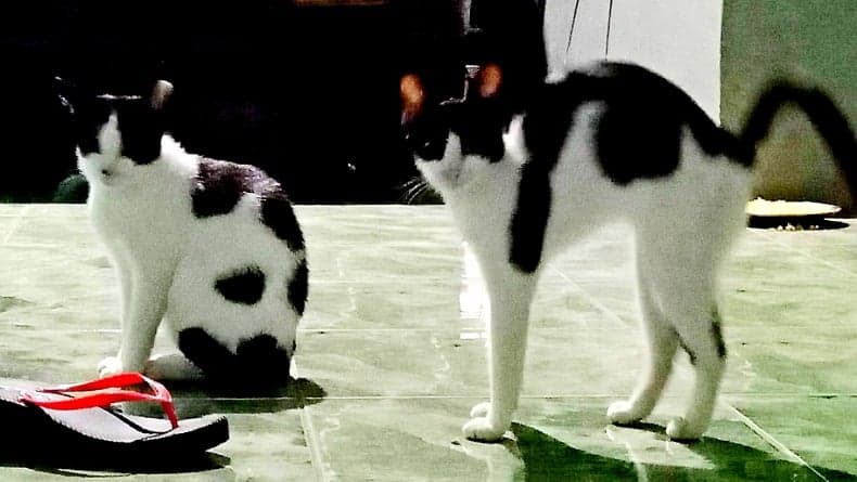 Budaya Makan Kucing di Sulawesi Utara, Bukan Hanya soal Rasa Budaya Makan Kucing di Sulawesi Utara, Bukan Hanya soal Rasa