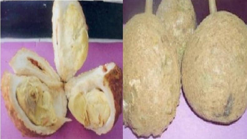 Unik, Durian Gundul Khas Lombok Jadi Satu-satunya Durian Tanpa Duri di Dunia Unik, Durian Gundul Khas Lombok Jadi Satu-satunya Durian Tanpa Duri di Dunia