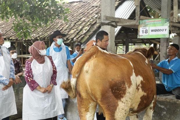 Sapi dan Kerbau di Sleman Mulai Divaksin LSD Sapi dan Kerbau di Sleman Mulai Divaksin LSD