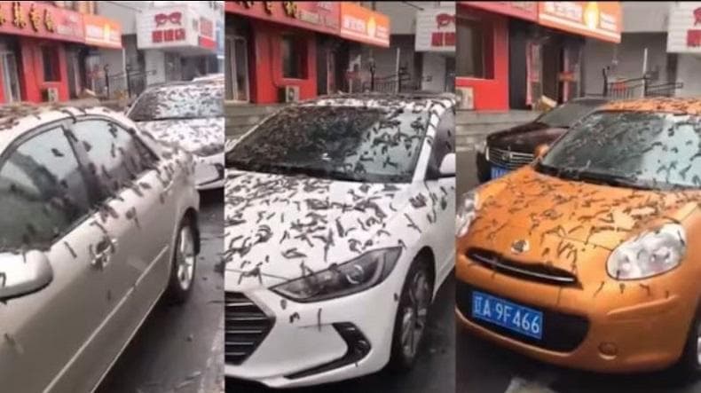 Heboh Hujan Cacing di China, Benarkah? Heboh Hujan Cacing di China, Benarkah?