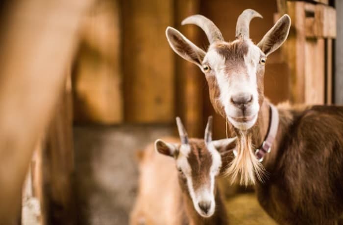 Waktu Penyembelihan Hewan Qurban Idul Adha, Kapan yang Terbaik? Ini Ketentuannya Waktu Penyembelihan Hewan Qurban Idul Adha, Kapan yang Terbaik? Ini Ketentuannya
