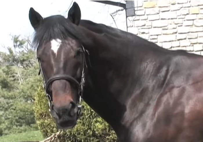 5 Kuda Termahal di Dunia, Ada yang Tembus Rp1 Triliun 5 Kuda Termahal di Dunia, Ada yang Tembus Rp1 Triliun